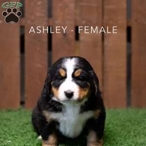 Ashley, Bernese Mountain Dog Puppy